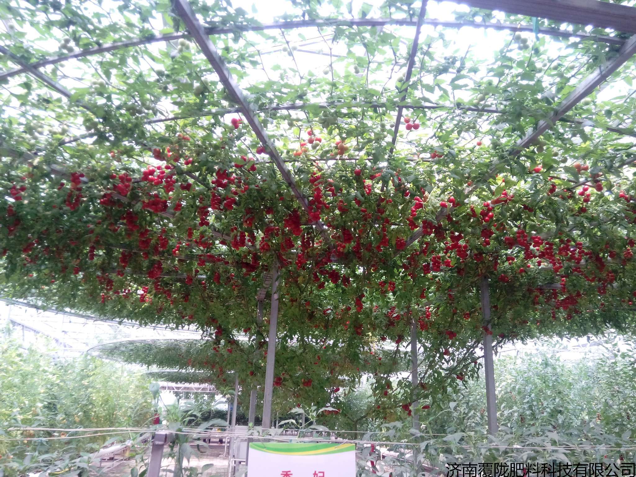 硅肥番茄
