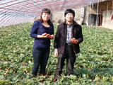 公司人員與山東農科院博士到草莓基地指導農戶種植技術